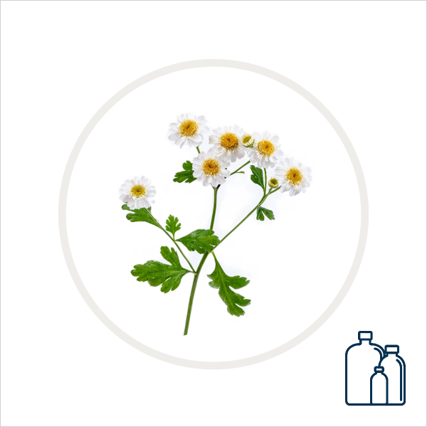 Chamomile Hydrosol