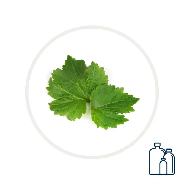 Patchouli Hydrosol